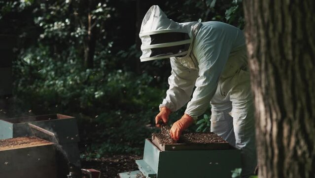 Bee keeper inspecting honey bees in a wooden hive