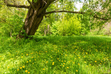 Dandelion yellow flowers field and tree spring grass meadow in forest