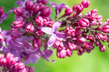 Lilac purple flowers nature spring macro background
