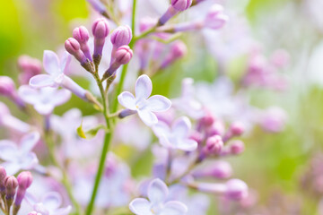 Lilac purple flowers nature spring floral violet background
