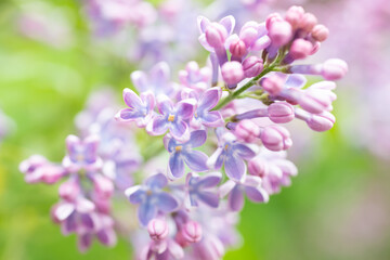 Fototapeta na wymiar Lilac purple flowers nature spring floral violet background