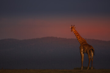 Giraffe with the purple sky after sundown