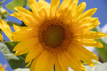 The beautiful sunflower in front of a blue sky. Sunflower blooming.