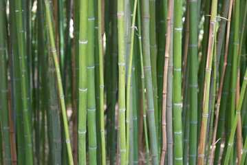 Green bamboo can be used for natural background
