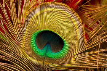 Obraz premium plume de pan