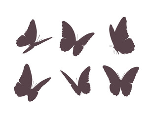 collection of butterflies