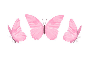 butterfly isolated on white