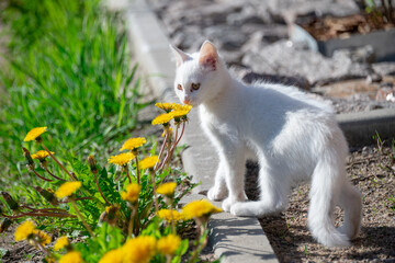 white cat on the grass