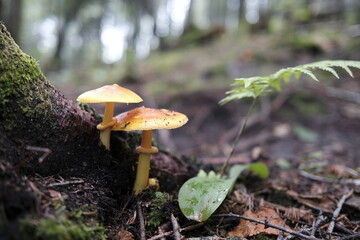champignon	dans la forêt - obrazy, fototapety, plakaty