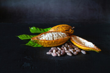 Half Ripe cacao pods and yellow cocoa fruit with brown dry cocoa beans on black wooden background