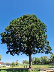 Fototapeta premium große ausgewachsene Eiche im Dorf - Quercus
