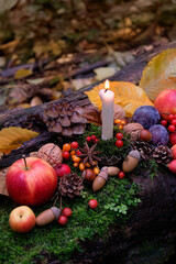 Candle, ripe fruits and berries, nuts, fall leaves on tree trunk in autumn forest. Wiccan altar for...