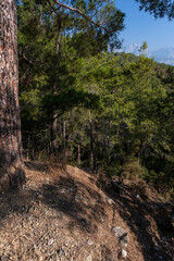 pine trees in the mountains in Turkey near Kemer