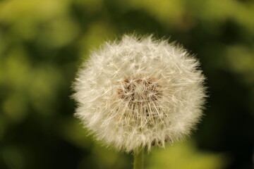Pusteblume