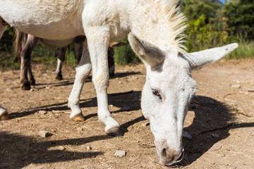 Tête d'un âne blanc.