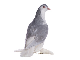 lahore pigeon isolated on white background