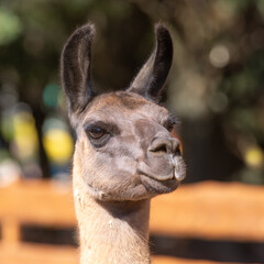 Obraz premium portrait of a brown llama on a blurred background