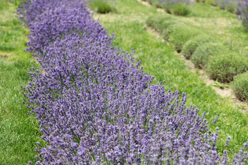 Obraz premium Lavender flowers in field. Soft focus, close-up macro image with blurred background.
