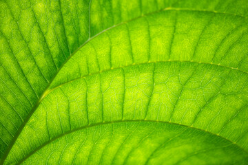 Bright green translucent leaf of a tropical rainforest plant. Macro close up with delicate...