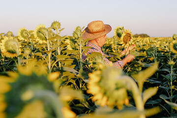 Owner of a sunflower farm inspects the harvest.