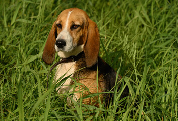 dog outdoors in the grass on a sunny summer day.