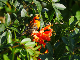 Bird perching on trumpet vine creeper plant with the same color