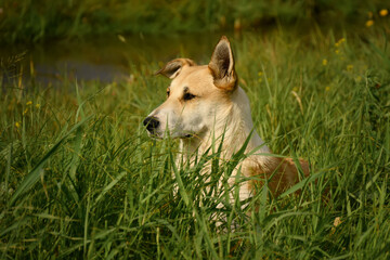 Naklejka na ściany i meble dog outdoors in the grass on a sunny summer day.