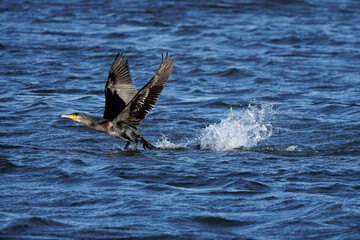 Kormoran im Flugstart