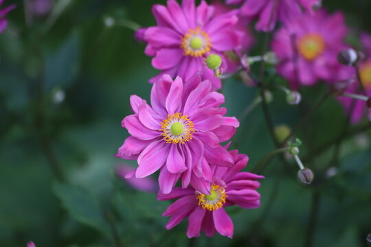 Anemone hybrida. Closeup of japanese anemone Pamina, windflower.