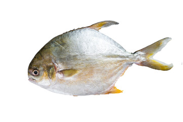Fresh raw fish pompano on kitchen table.  High quality Isolate, transparent
