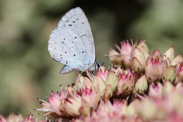 Close-up of a Holly Blue Butterfly (Celastrina argiolus) on Sedum 'Matrona'