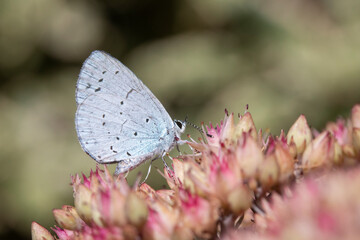 Close-up of a Holly Blue Butterfly (Celastrina argiolus) on Sedum 'Matrona'