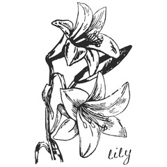 lily, monochrome flower, monochrome lily, lily on transparent background, flower on transparent background