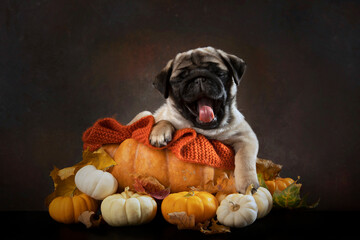 Dog is sitting inside pumpkin. Pug puppy.Thanksgiving day. Autumn season. Halloween holidays.
