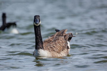 Kanadagans im Wasser