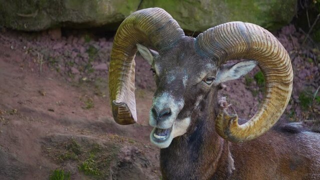 Close up of male Mouflon, ram head with large horns looking around
