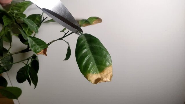 A gardener cuts with scissors a withered dry leaf of a lemon plant