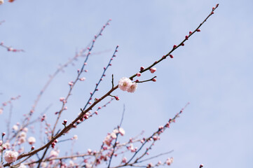 青い空に映える梅の花