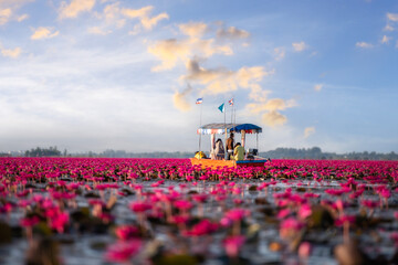 A Boat tour bringing tourist visit Red lotus sea (Talay Bua Daeng) at Kumphawapi District, Udon Thani Province Thailand. 