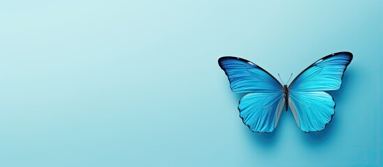 Flying blue butterfly isolated pastel background Copy space - obrazy, fototapety, plakaty