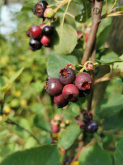 delicious serviceberry exotic fruit