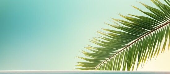 Coconut leaf against isolated pastel background Copy space