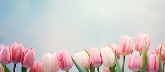 Close up of tulips isolated pastel background Copy space