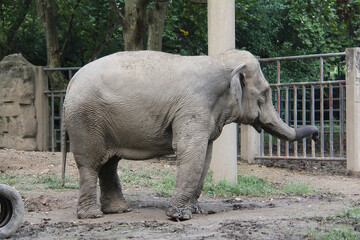 Fototapeta premium Elephant chained in the zoo