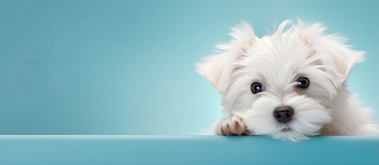 Maltese dog posing in studio cute and white isolated pastel background Copy space