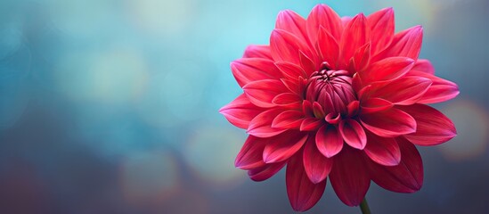 A close up shot of a deep red dahlia flower in the garden isolated pastel background Copy space