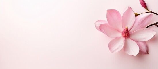 Fototapeta na wymiar Isolated pink magnolia flower on a isolated pastel background Copy space full depth of field