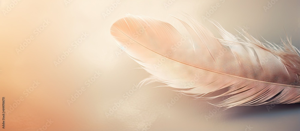 Aufkleber Muted colors in closeup of feather macro photo with beautiful minimalistic background isolated pastel background Copy space