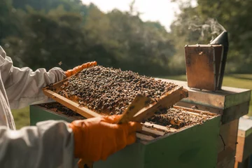 Foto op Plexiglas Honey bees on a bee hive frame, wooden bee box, beekeeping, beekeeper © Adam Rhodes