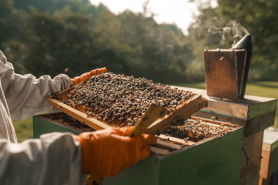 Honey bees on a bee hive frame, wooden bee box, beekeeping, beekeeper